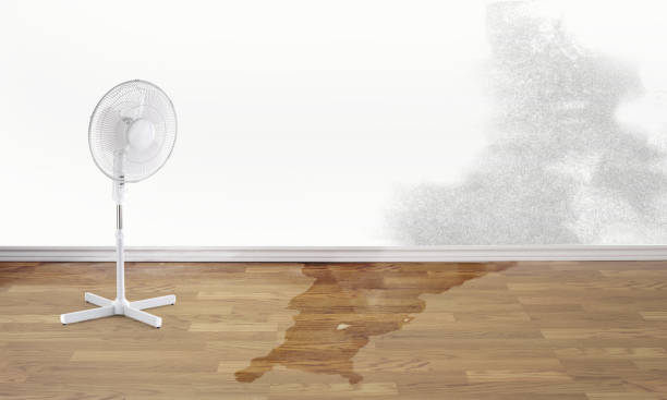 Best Flood restoration services  in Obion, TN