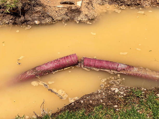 Best Local water damage restoration  in Obion, TN